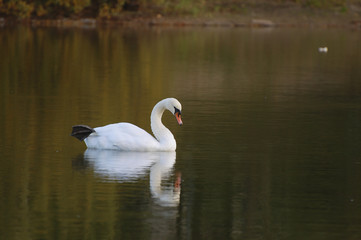 Лебедь на пруду