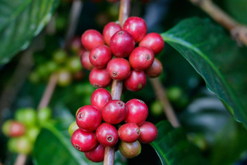 coffee berries