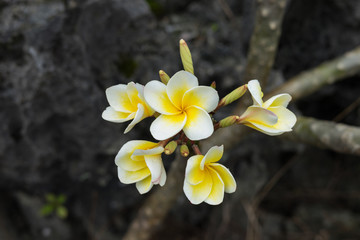 Plumeria flowers