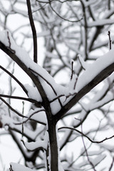 snow covered branches