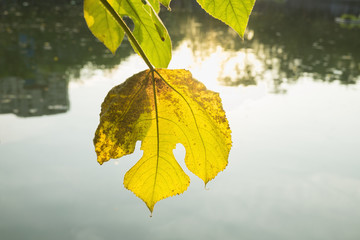 Obraz premium Silhouette of Asian tropical yellow leaf under sunlight