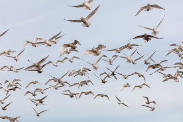 flock of various species of Gulls in flight