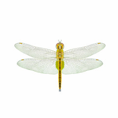 Globe Skimmer(Pantala flavescens), dragonfly isolated with white background.