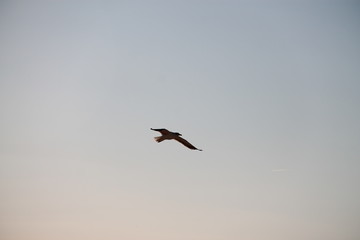 Seagull in flight