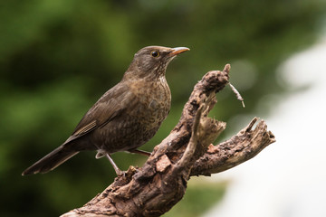 Blackbird, Turdus merula