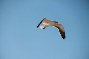 Seagull taking flight