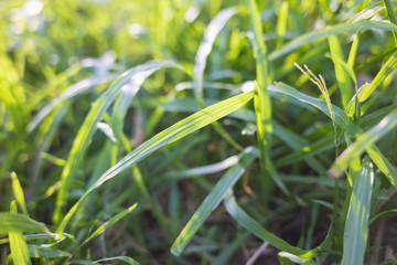 Blurred grass background under sunlight