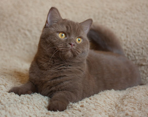 Fototapeta premium British short hair cinnamon color cat lying on a soft background