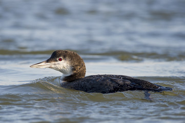 Swimming Common Loon