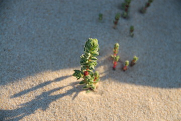 Vegetation on a beach dune