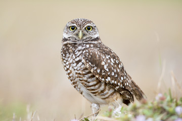 Florida Burrowing Owl Stare