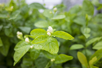 Cluster of jasmine flower buds branches