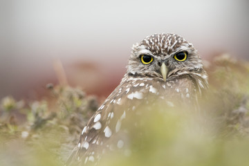 Close Portrait of Florida Burrowing Owl
