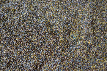 Cassia tora seed, is safe for children to play 