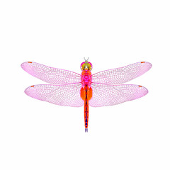 Dragonfly isolated with white background.