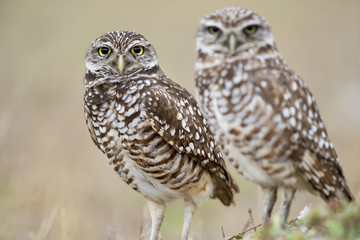 Florida Burrowing Owl Pair