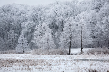 Winter forest landscape with snow covered trees © Kurlowicz