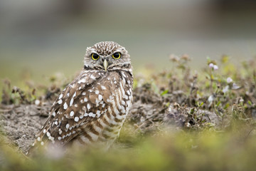 Florida Burrowing Owl in Burrow