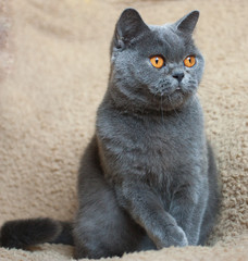 Obraz premium British short hair, blue color, orange eyes, soft background