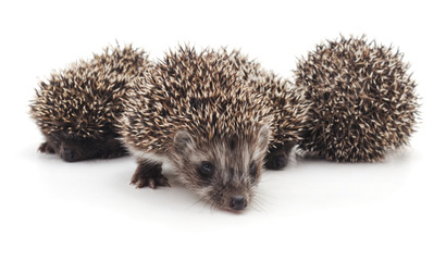 Four little hedgehogs.