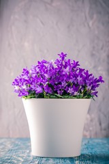 Bright planter with purple bluebells