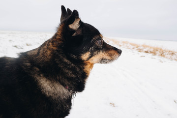 Dog in winter time