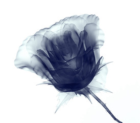 x-ray image of a flower isolated on white , the rose - obrazy, fototapety, plakaty