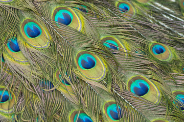 Fototapeta premium Pluma de pavo real 01