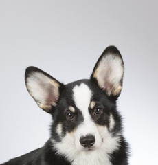 Welsh Corgi Pembroke puppy looking funny. Big ears. Studio shot.