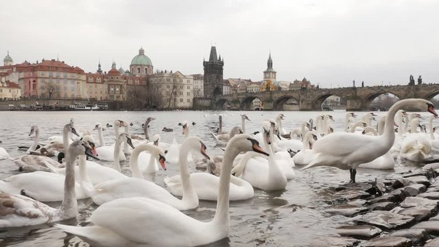 Beautiful Cygnus near Charles bridge in Czech Republic capital Prague slow motion 1920X1080 HD footage - Swans with other birds on Vltava river in capital of Czechia slow-mo 1080p FullHD video 