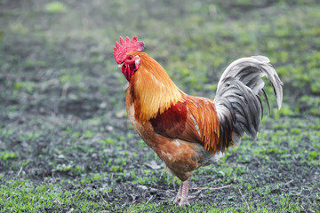 multicolored rooster standing on the ground in the spring in the village