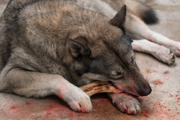 Wolf / Portrait of wolf eating. Soft focus. Movement. Digital retouch.
