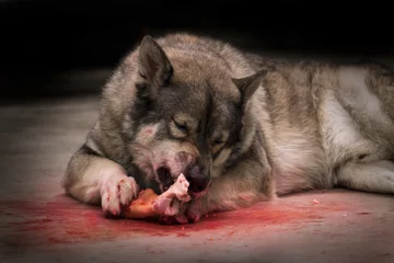 Photo sur Aluminium Loup Wolf / Portrait of wolf eating on dark background. Soft focus. Movement. Digital retouch.