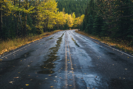 Fototapeta Road leading to an autumn forest.