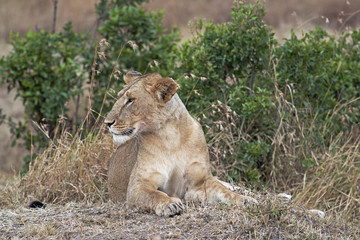 African lioness resting