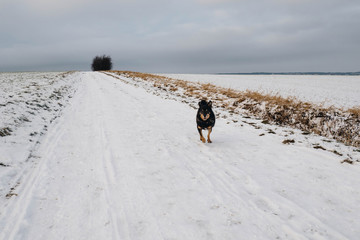 verspielter Hund im Winter