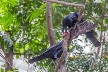 Raven eating carrion