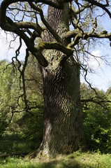 Stare drzewo - władca drzew dąb, kilkusetletni - obrazy, fototapety, plakaty