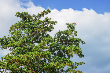 Clear sky with clouds and green tree.