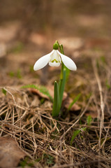 Snowdrop spring flowers. Delicate Snowdrop flower is one of the spring symbols telling us winter is leaving and we have warmer times ahead. Fresh green well complementing the white blossoms.