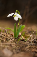 Snowdrop spring flowers. Delicate Snowdrop flower is one of the spring symbols telling us winter is leaving and we have warmer times ahead. Fresh green well complementing the white blossoms.