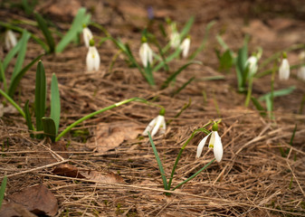 Snowdrop spring flowers. Delicate Snowdrop flower is one of the spring symbols telling us winter is leaving and we have warmer times ahead. Fresh green well complementing the white blossoms.