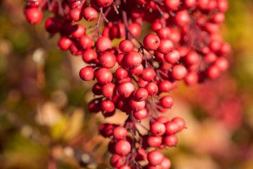 Berries of the sacred bamboo. Northern California, USA.