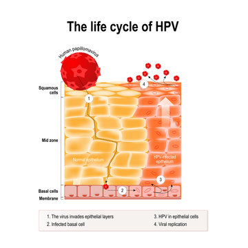 life cycle of hpv