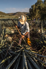 Campesino cortando agave con un hacha/ Peasant cutting agave with an ax