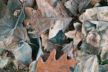 frozen leaves on the ground with icy frost