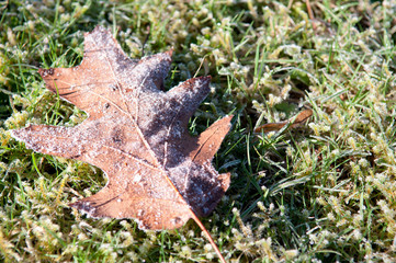 frozen leaves on the ground with icy frost