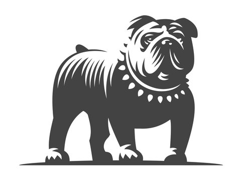 Bulldog vector illustration on white background