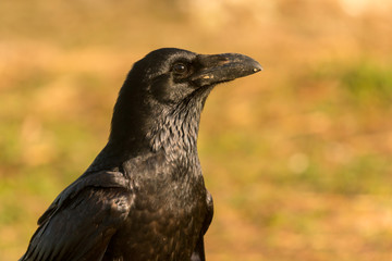 Crow in the nature