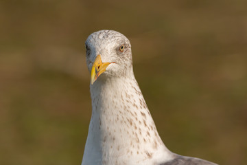 Portrait of a seagull with yellow peak